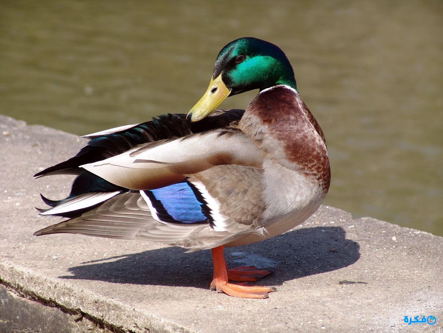 تفسير حلم رؤية البط في المنام 1 animal bird duck poultry 64719