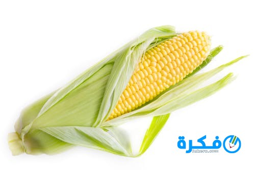 فوائد الذرة الصفراء و أضرارها 1 corn
