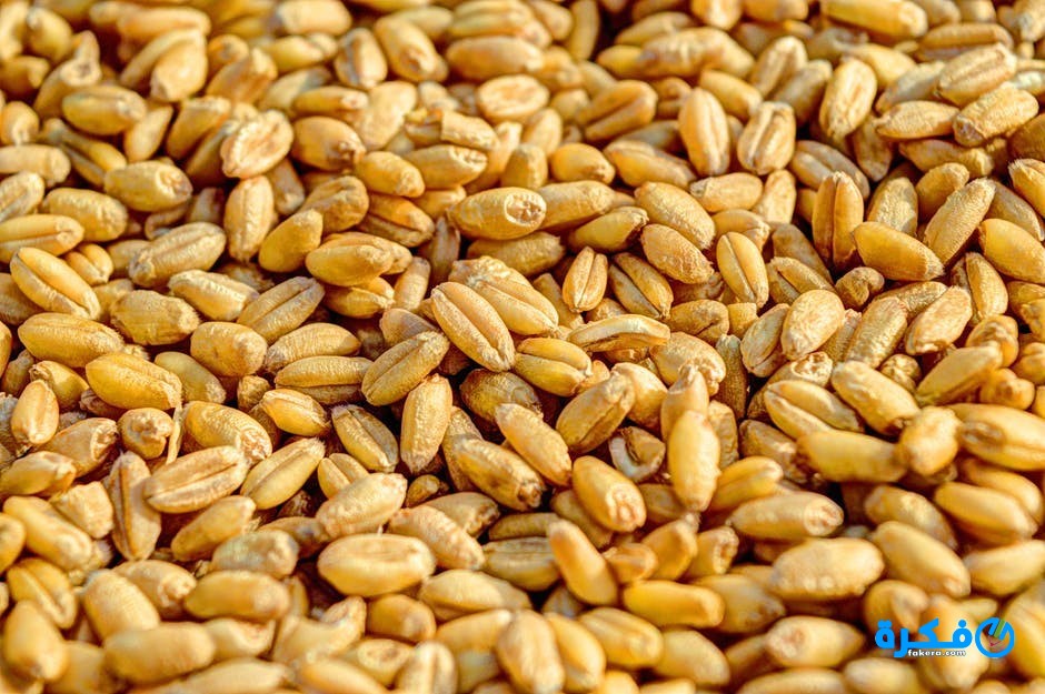 تفسير حلم رؤية القمح في المنام 1 wheat grain agriculture seed 54084
