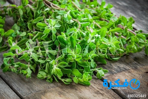 فوائد بذور البقدونس 1 1