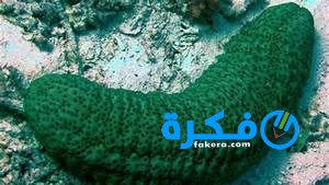فوائد خيار البحر 1 البحر