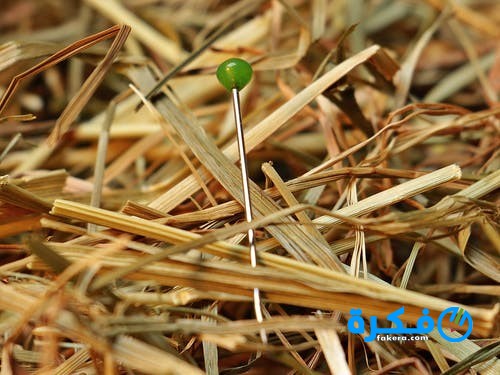 تفسير حلم الدبابيس في المنام - رؤية الدبوس في المنام 1 pexels photo 220762 5