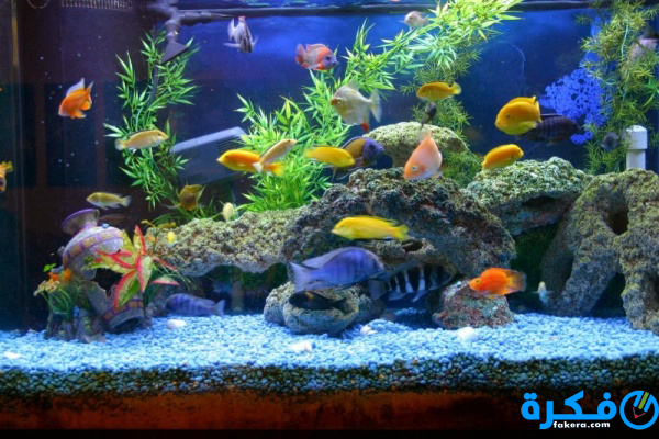 تفسير حلم رؤية حوض الأسماك في المنام 1 avoid contaminating aquarium 10556 2 1531257377