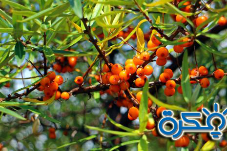 تفسير رؤية أكل النبق 1 sea buckthorn 440795 960 720