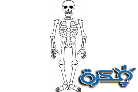 تفسير رؤية الهيكل العظمي في المنام 1 skelton