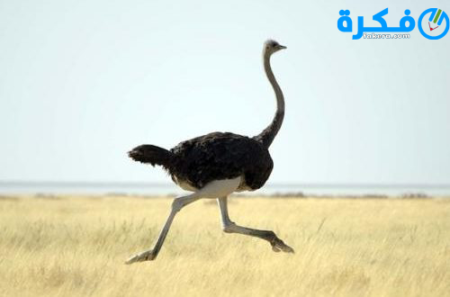 تفسير رؤية حلم النعامة في المنام 1 رؤية النعامة