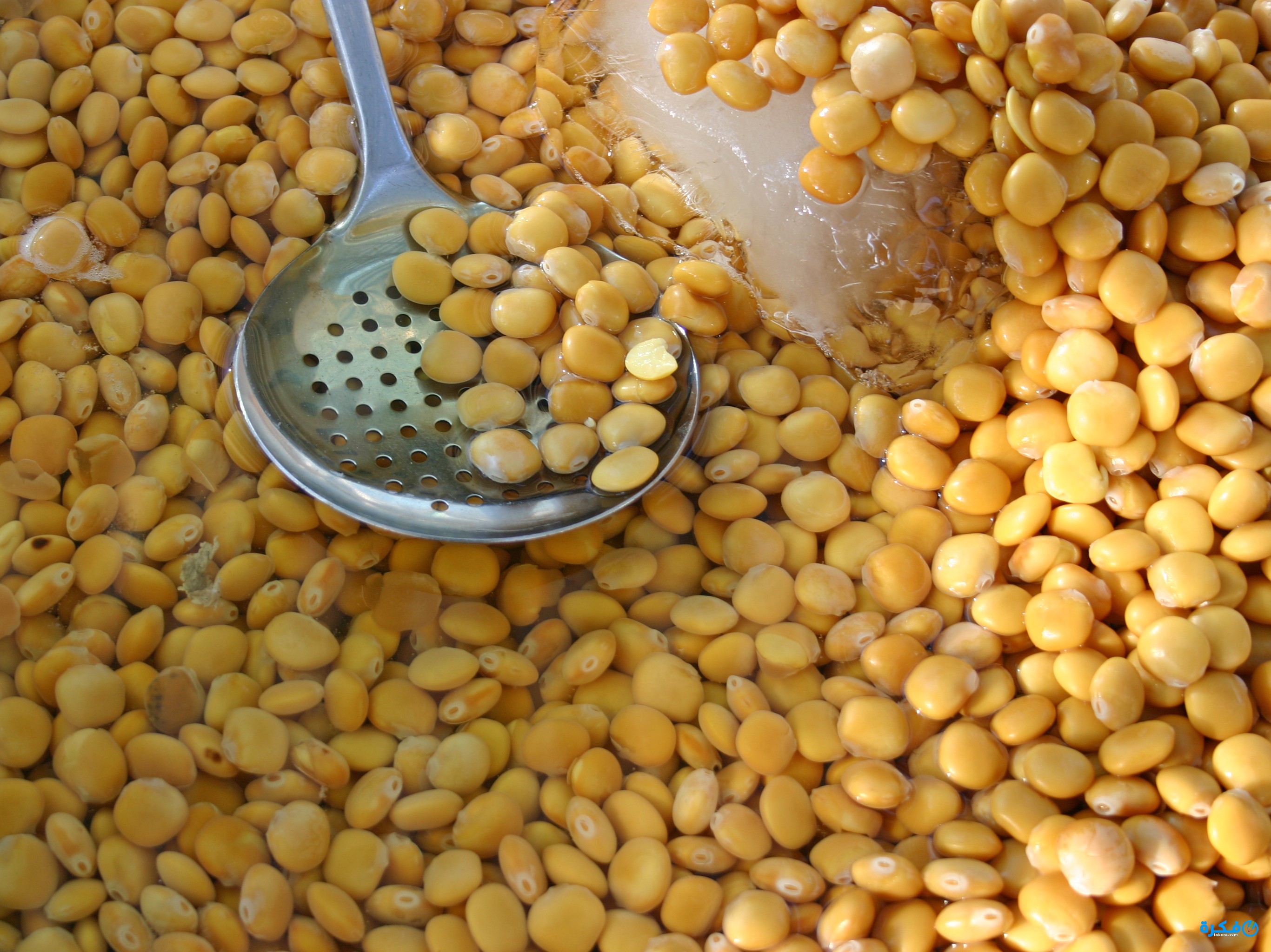 السعرات الحرارية في الترمس 1 1070 Lupin Beans
