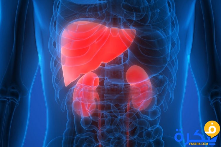 شرح خطوات تحليل وظائف الكلى والكبد 1 shutterstock 655694260kidney liver