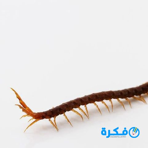 ما تفسير رؤية ام اربعه واربعين او حريشة في المنام 1 تفسير رؤية ام اربعه واربعين في المنام