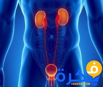 شرح خطوات علاج التهاب البروستاتا 1 18685 thumb prostate portrait