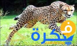 تفسير حلم رؤية الفهد في المنام 1 تفسير حلم رؤية الفهد