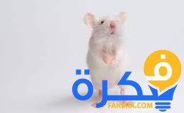 تفسير المنام بالفئران البيضاء في المنام 1 تفسير الحلم بالفئران البيضاء