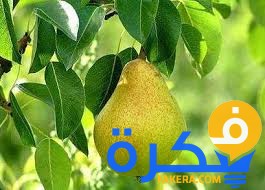تفسير حلم رؤية الاجاص او الكمثرى في المنام 1 تفسير رؤية الاجاص