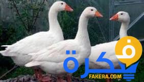 تفسير حلم رؤية الاوز في المنام او المنام 1 تفسير