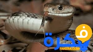 تفسير حلم سلخ الثعبان في المنام 1 سلخ الثعبان في المنام
