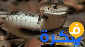 حلمت أن ثعبان يلدغني في يدي اليمنى 1 حلمت أن ثعبان يلدغني في يدي اليمنى