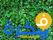 تفسير حلم رؤية البرسيم في المنام 1 تفسير رؤية البرسيم