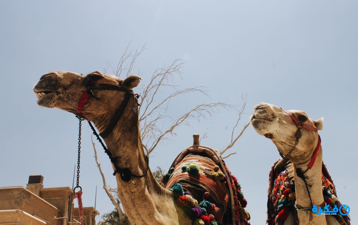 ما تفسير حلم رؤية الناقة في المنام 1 تفسير حلم الناقه