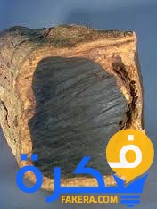 تفسير حلم رؤية الأبنوس ومعناه 1 تفسير