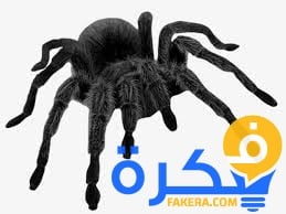 تفسير حلم رؤية العنكبوت الأسود في المنام 1 تفسير