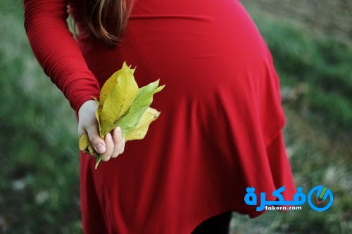 اعشاب تساعد على الحمل بعد الدورة وتنشط المبايض 1 pexels photo 1625097