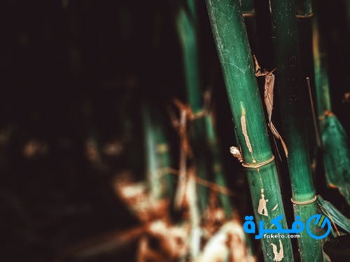 تفسير حلم رؤية نبات البامبو في المنام 1 تفسير