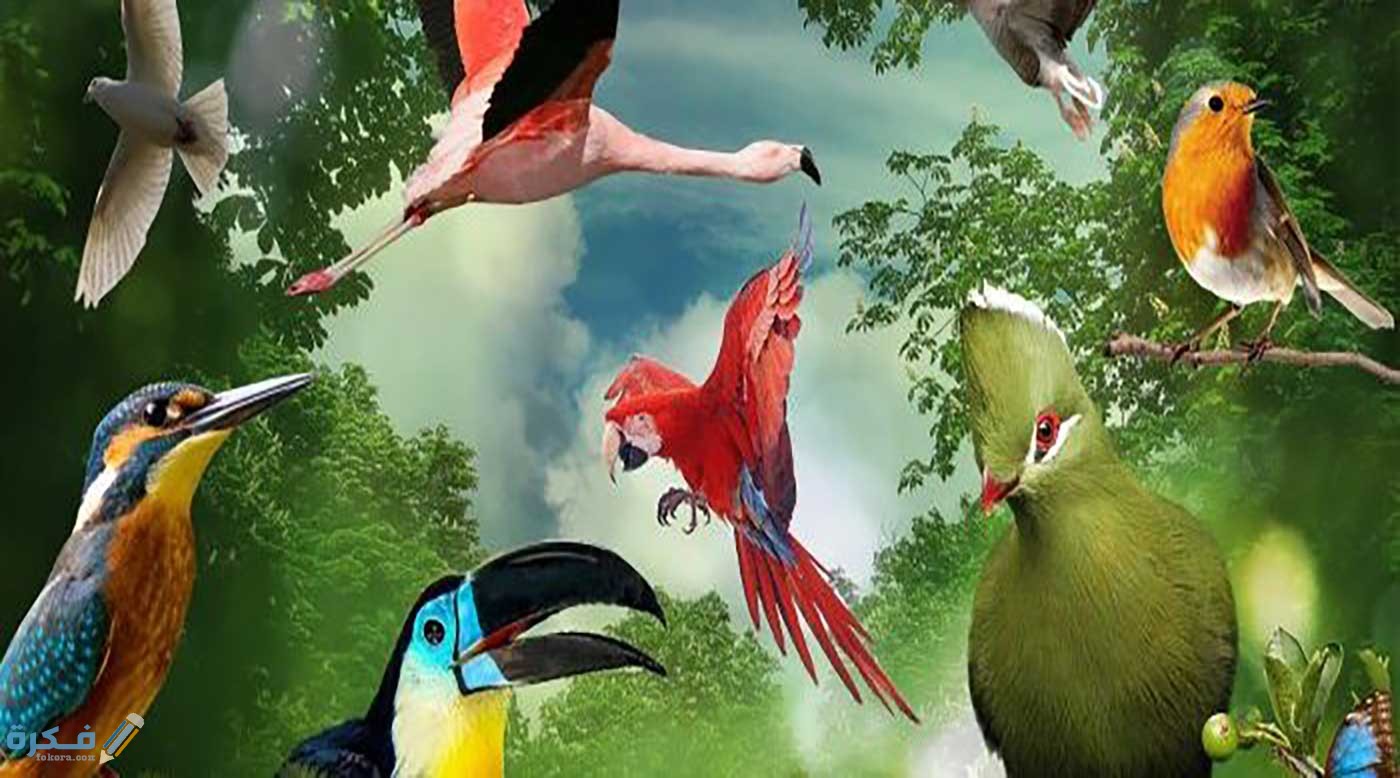 هل تعلم عن الطيور قصير للاذاعة المدرسية 1 image