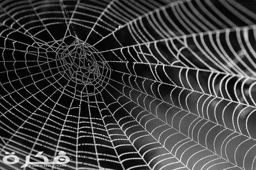 تفسير حلم رؤية خيوط العنكبوت في المنام 1 spider web with water beads network dewdrop