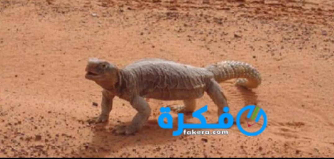 ابني نصا اتصور فيه حوار بين الضب والصيادين 1 inbound4447058813023833204