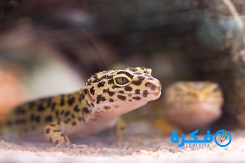 تفسير حلم الوزغ لابن سيرين 1 تفسير