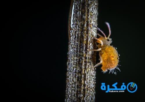 تفسير حلم القمل لابن سيرين 1 تفسير