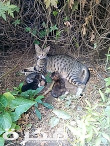 معلومات عن القط البري 1 220px Cats in the Garden