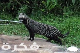 معلومات عن قط الزباد 1 Civet