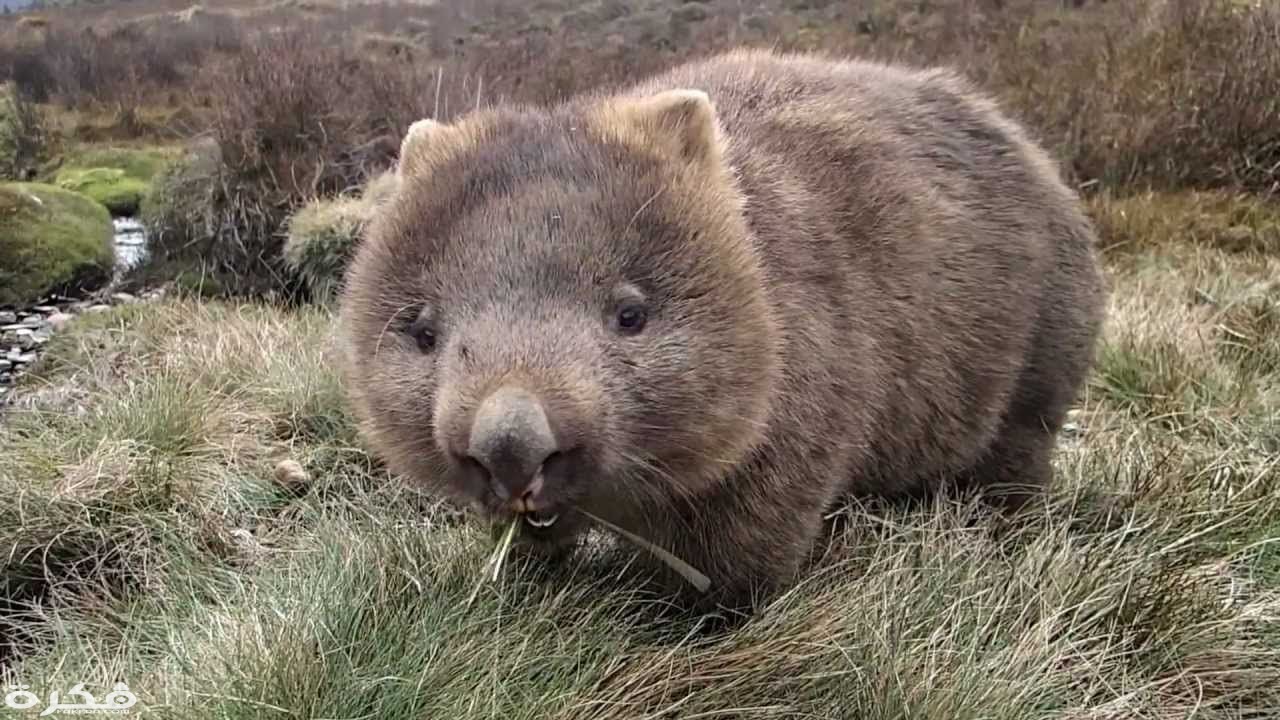 معلومات عن حيوان الومبت 1 Wombats are fast runners. They can run 40 miles per hour but only for short distances.