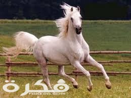 معلومات مهمة عن الخيل او الحصان 1 index 6