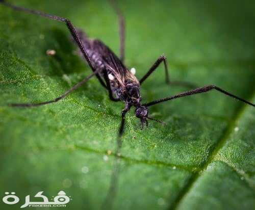 ما هي السورة التي ذكر فيها البعوض 1 pexels photo 1101195