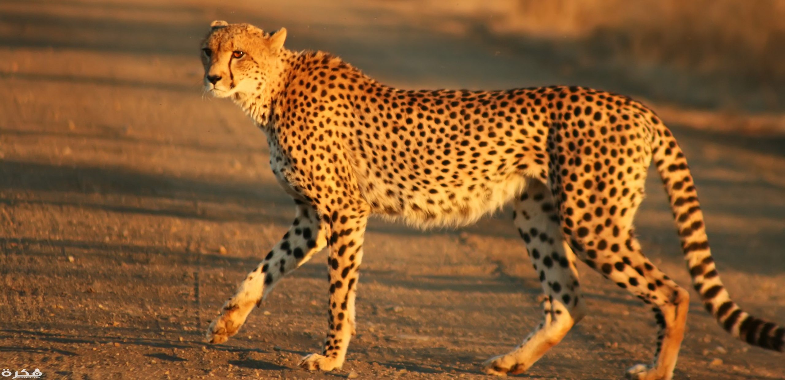 ما هي أسرع الحيوانات البرية 1 15un8i5pvxj4swoogw scaled