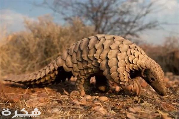 معلومات عن آكل النمل الحرشفي 1 20200207115108660