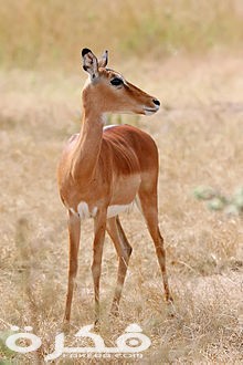 معلومات عن حيوان الأمبالا 1 220px Female impala