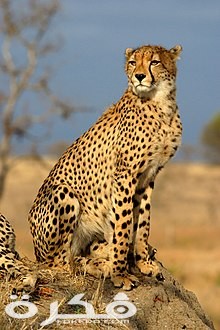 معلومات عن حيوان الفهد 1 220px TheCheethcat