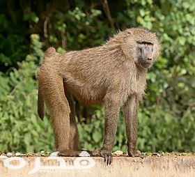 معلومات عن القرد الرباح 1 280px Olive baboon Ngorongoro