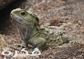 معلومات عن حيوان التواتارا 1 280px Tuatara