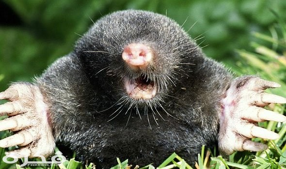 معلومات عن حيوان الخلد 1 Arabstoday moles3