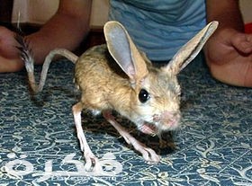 معلومات عن اليربوع 1 Four toes jerboa