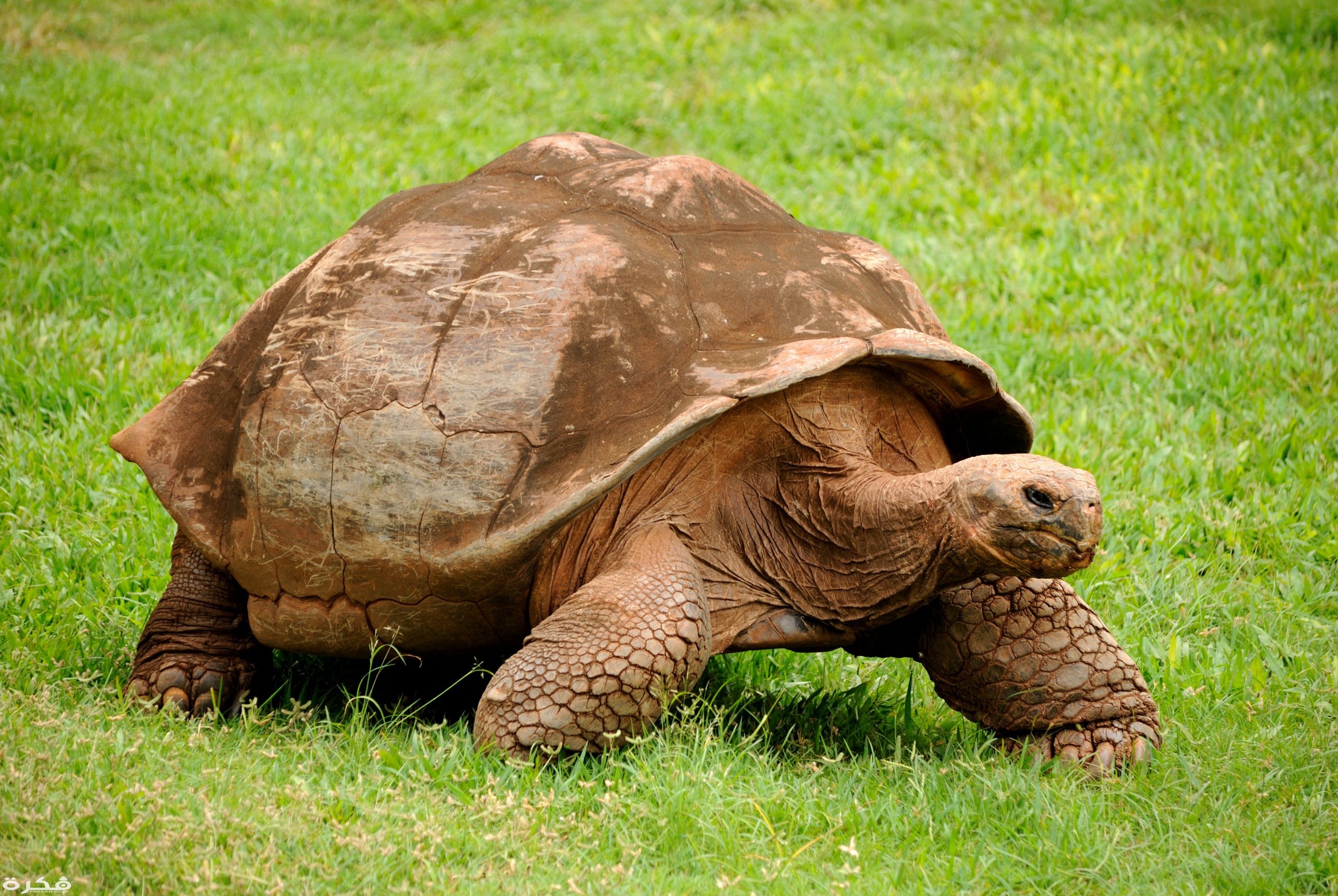 معلومات عن السلاحف البرية 1 Galapagos Tortoise 5213306875 scaled