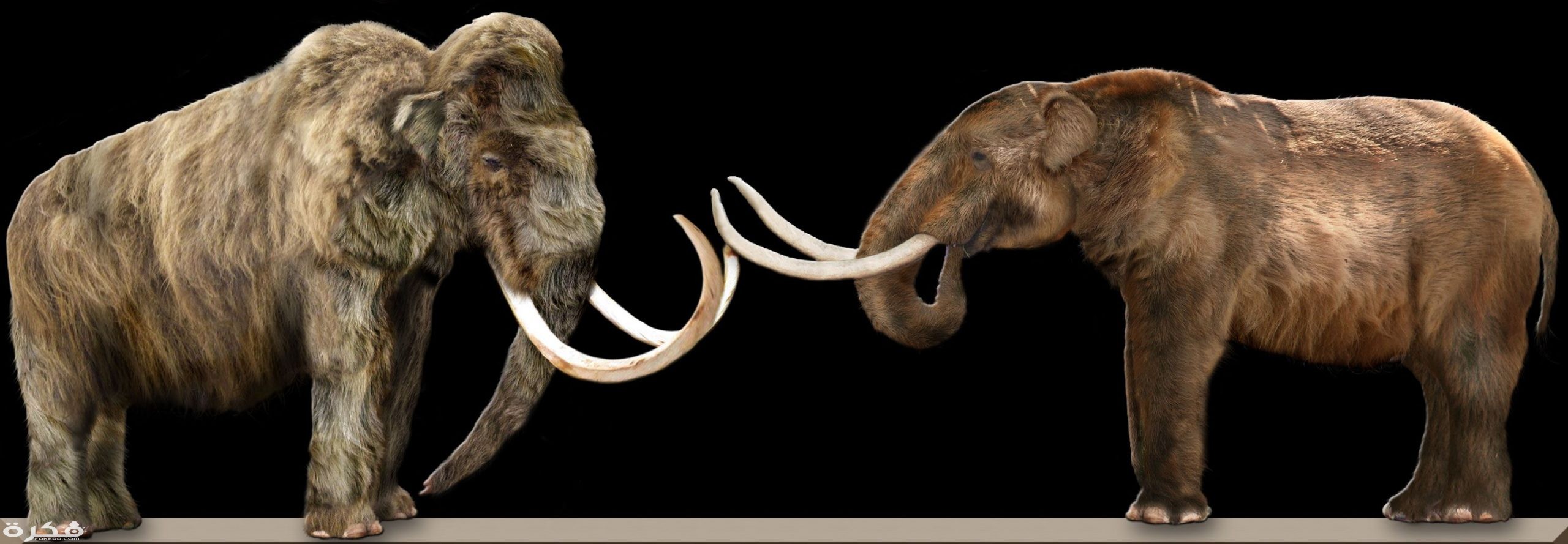 حيوان منقرض يشبه الفيل 1 Mammut is a genus of the extinct family Mammutidae related to the proboscidean family Elephantidae mammoths and elephants from which it originally diverged approximately 27 million years ago. scaled