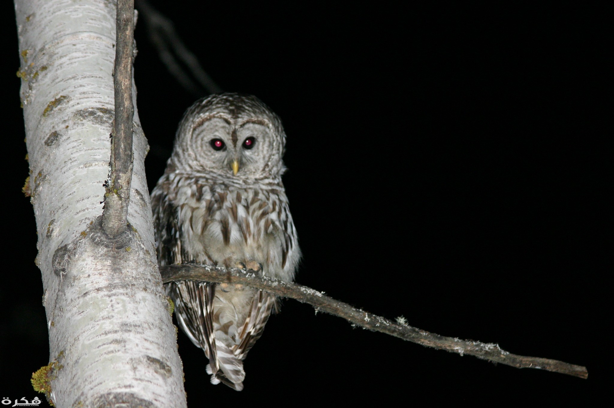 معلومات عن الحيوانات الليلية 1 Owl at Night