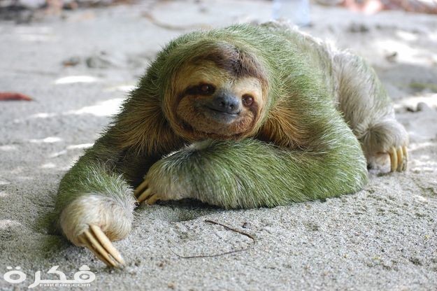معلومات عن حيوان الكسلان 1 Three toed sloth in the Dallas World Aquarium