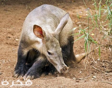 معلومات عن شفاط النمل 1 aardvark 1