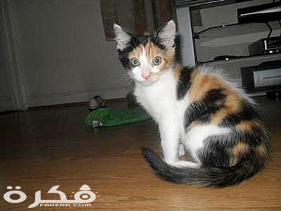 معلومات عن قطط الكاليكو 1 alfie calico cat